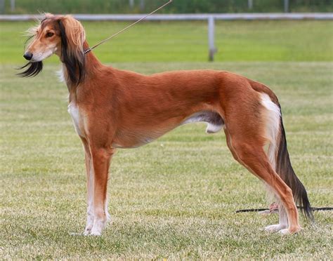 saluki breed archive